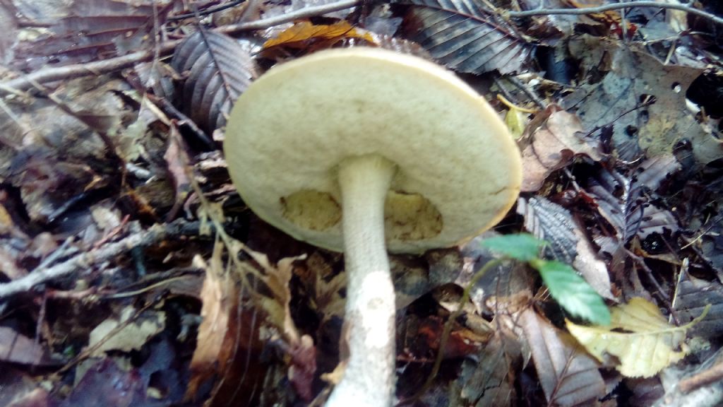 Tra quercie e pini passeggiando
